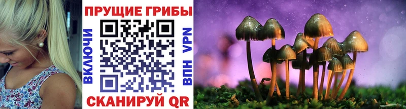 даркнет состав  Зуевка  Псилоцибиновые грибы Psilocybine cubensis 